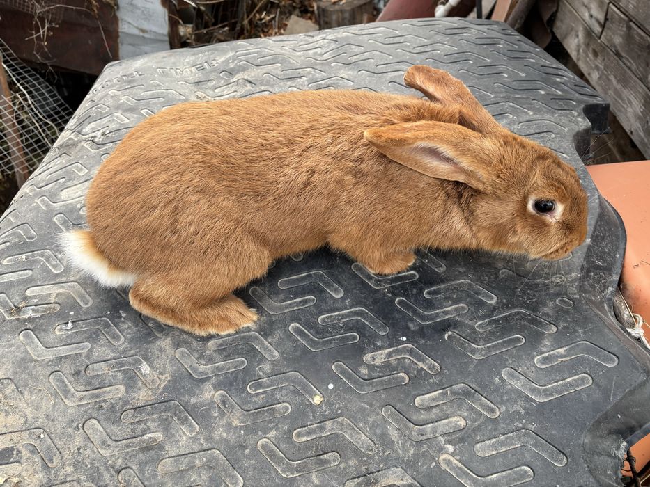 Кролики на продажу