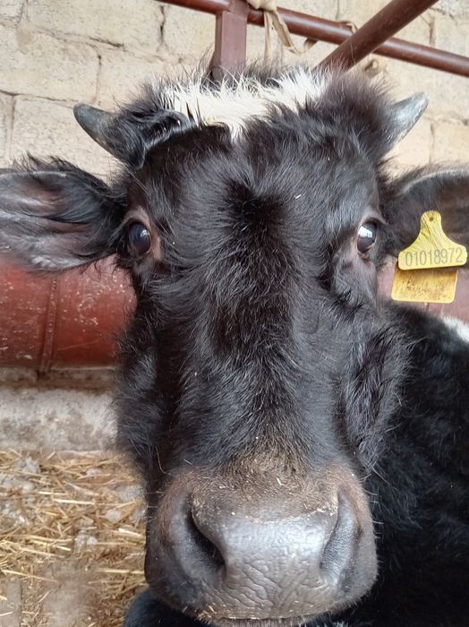 Екі сыйыр сатылады