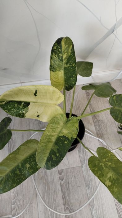 крупномеры филодендроны сортовые, монстеры, сингониумы, эпипремнумы