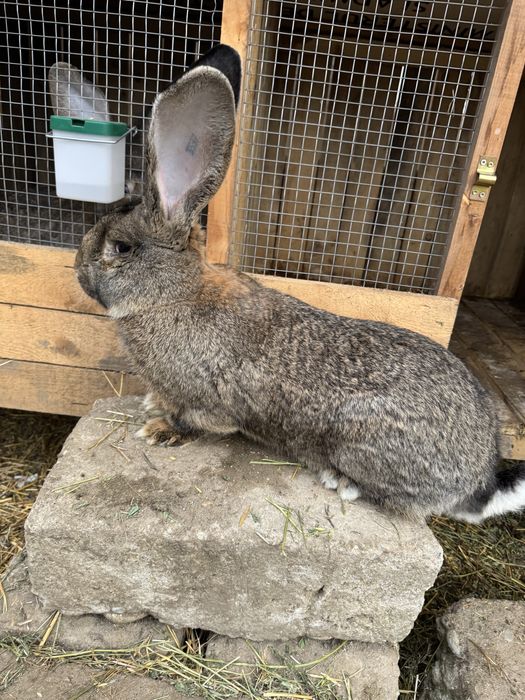 Iepurasi urias german din parinti tatuati cu certificat 6 saptamani