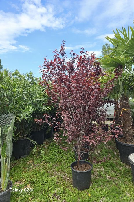 Prunus pissardi tufa roșie