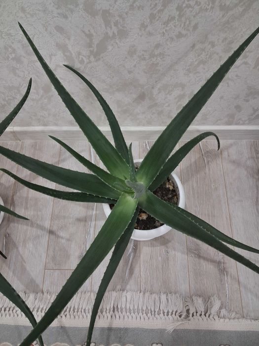 Алоэ вера 2 жыл.