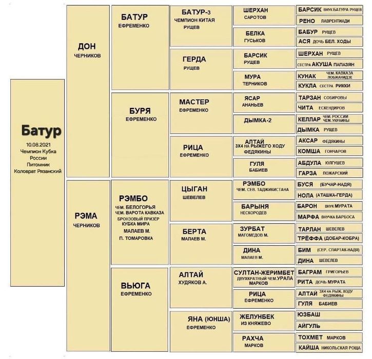 Продаётся Алабай (САО) Хазар