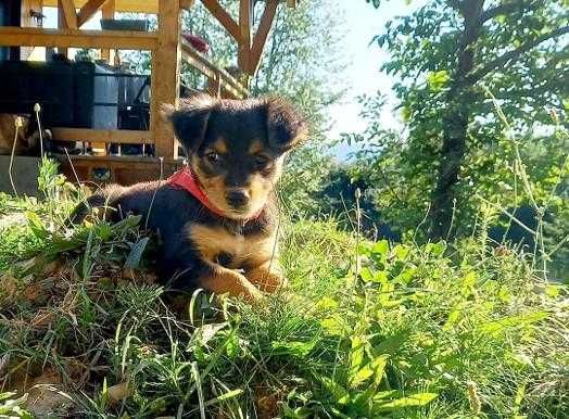 Adopție cateluse de trei luni