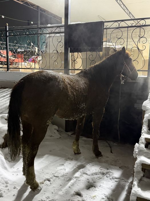 Дончак 4жасар аяақ қолы сау