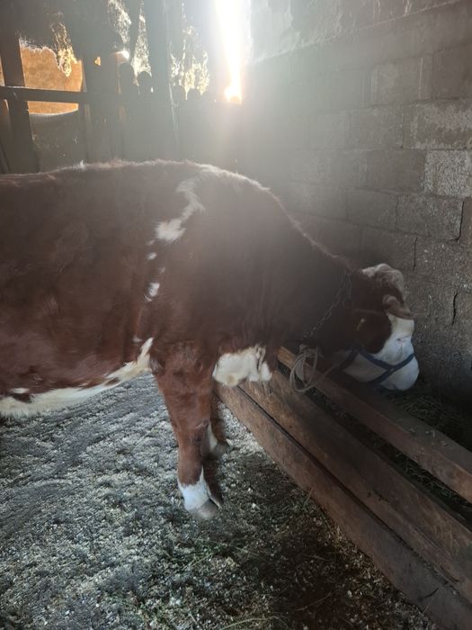 Vand juninca baltata romaneasca