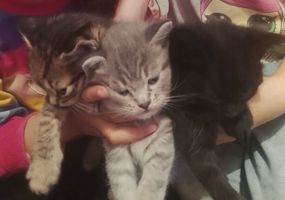 Отдам даром котят