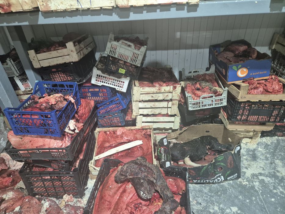 Итке отход свежый күнде