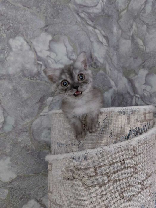 Котята страйт 3 месяца