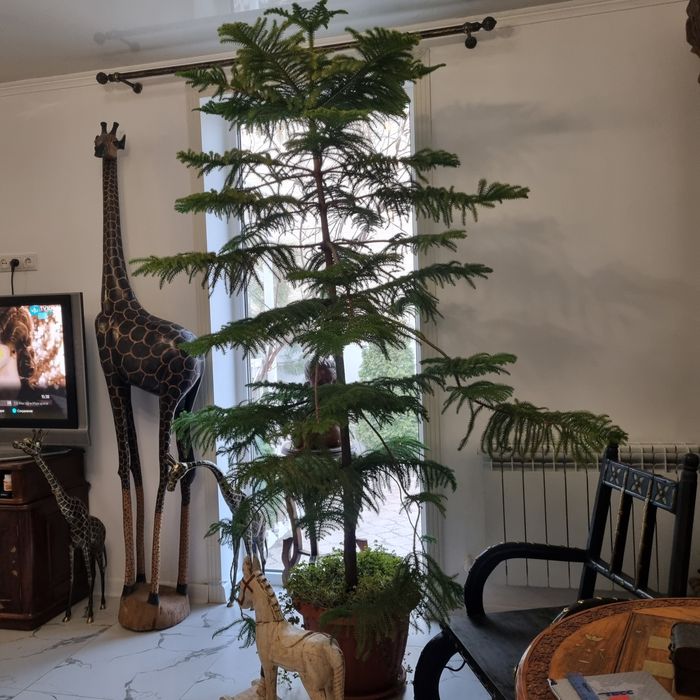 Домашняя ель,,Араукария,,-для интерьера.