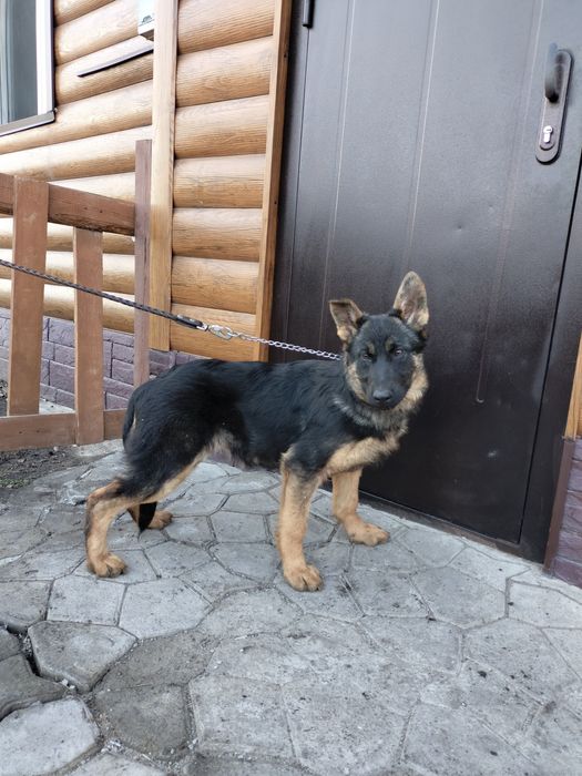 Щенки немецкой овчарки