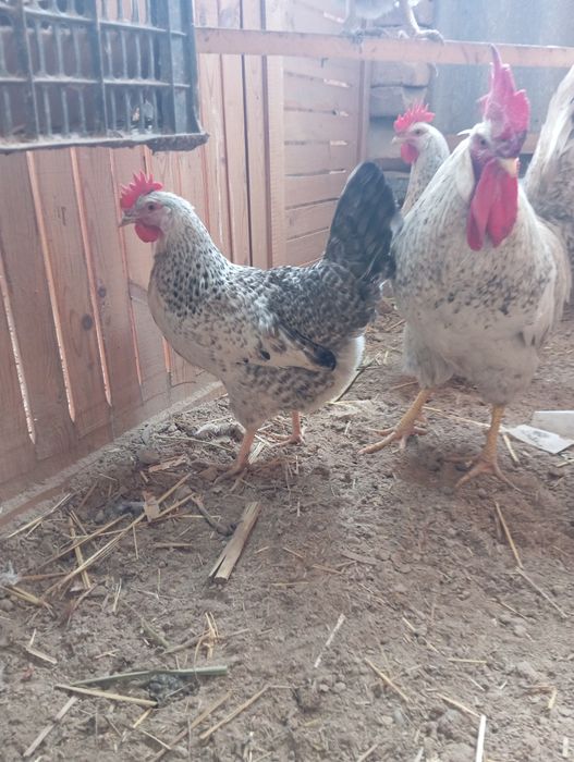 Barkovski toviqlarini tuxumlariga zakaz olamiz 15 mindan