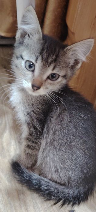 Котики маленькие