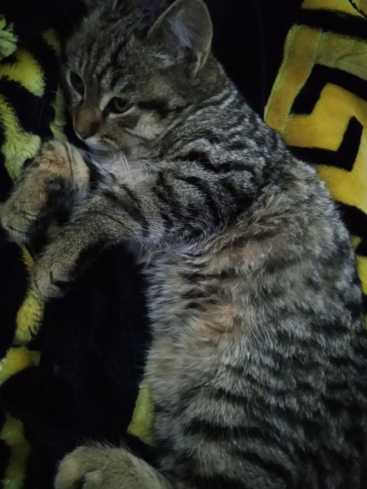 Отдам кошек .МУШУК безплатно