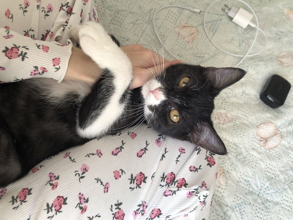 Котенок бесплатно в добрые руки