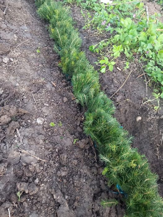 Puieți de reducere  salcâm brad tei Frasin cires sălbatic plop Ulm mes