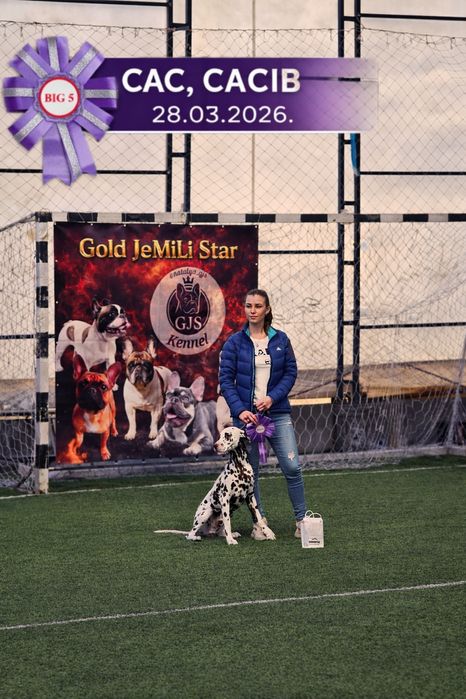 Вязка , далматин