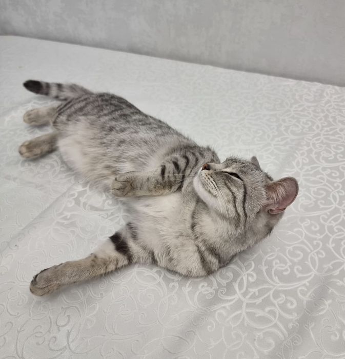 Отдам в добрые руки