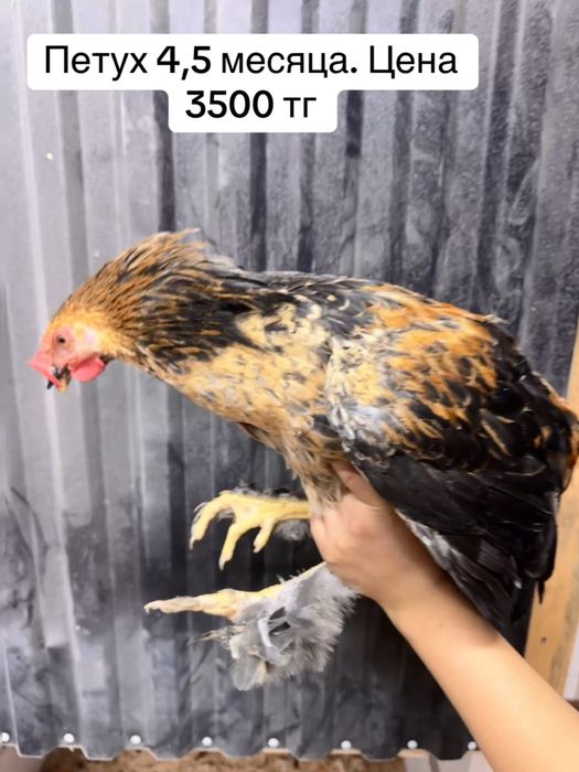 Продам молодых петухов