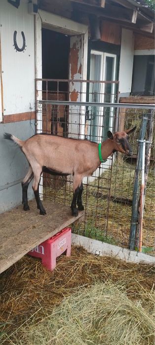 Capre de vanzare Alpin Francez si Saanen