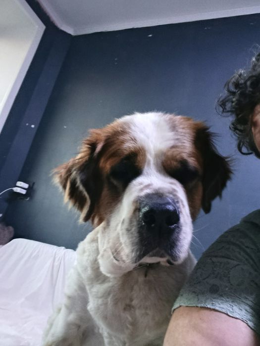 Ищу надёжный дом для Сонички.