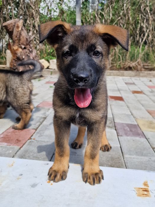 Pui ciobanesc german linia de lucru