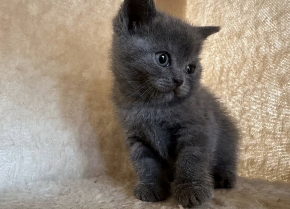 Британские котята