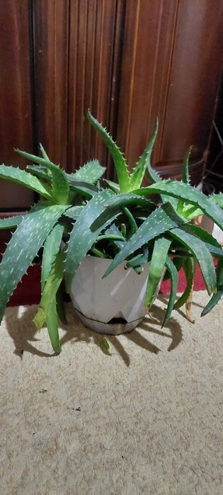 Алоэ вера 3 года