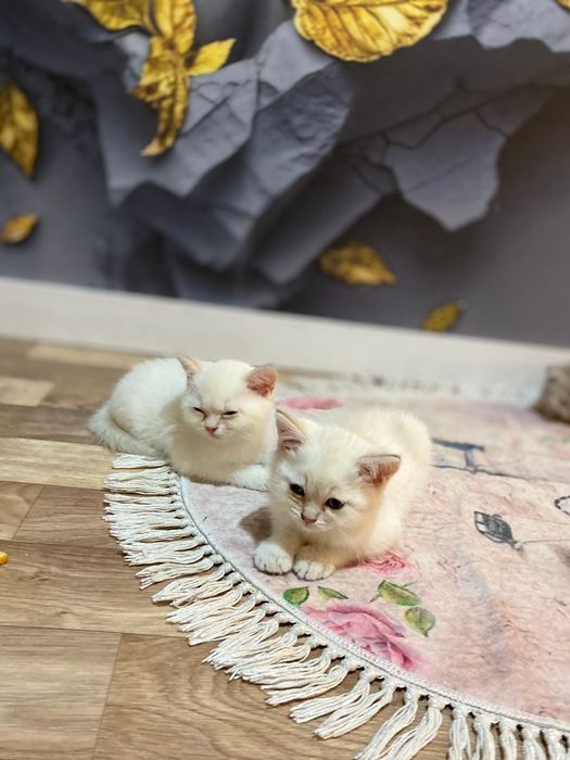 Продаются котята британские