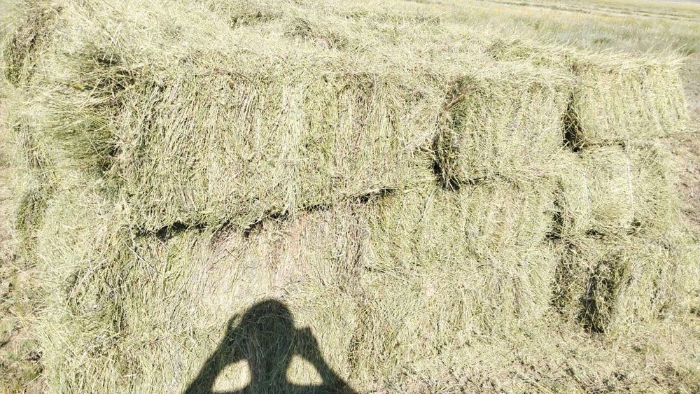 Продается сена (шөп), Зеленый житняк,Первыйкось