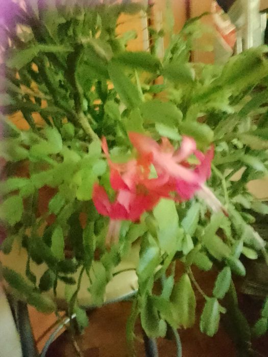 Продавам коледниче