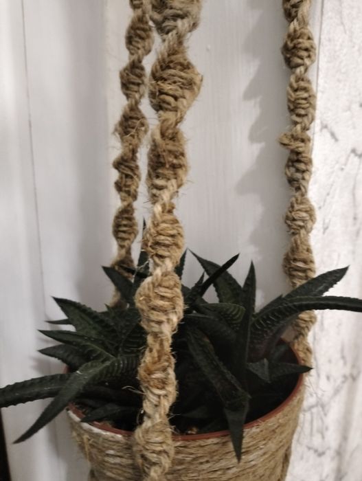 Комнатные цветы.