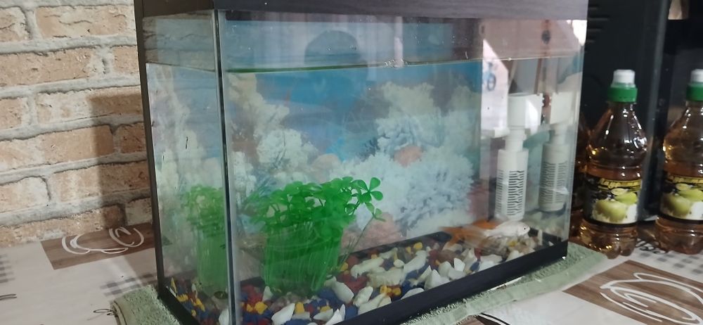 Аквариум с рыбками