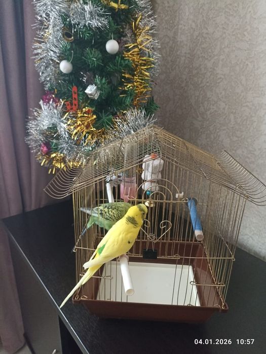 Продам попугайчиков