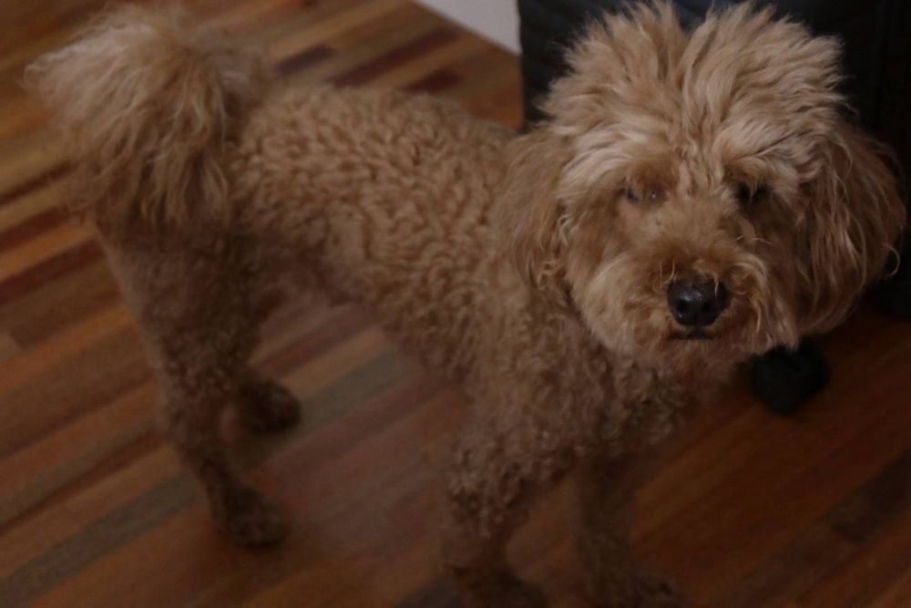 Карликовый Пудель с документами