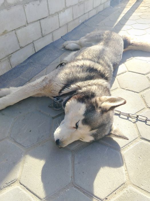 Продам щенков помесь немка и хаски