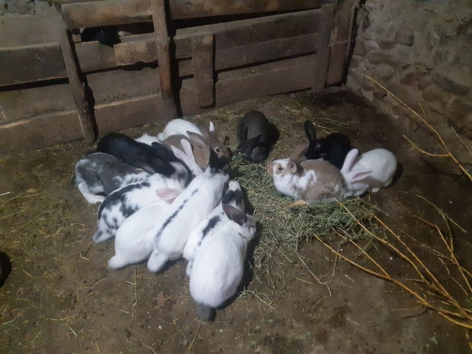 Продавам эайци мъжки/женски