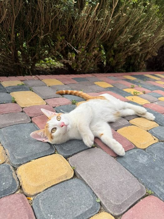 Котята умные, ласковые, 4 мес.