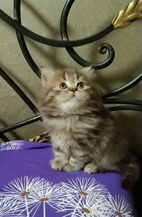 Прямоухая девочка