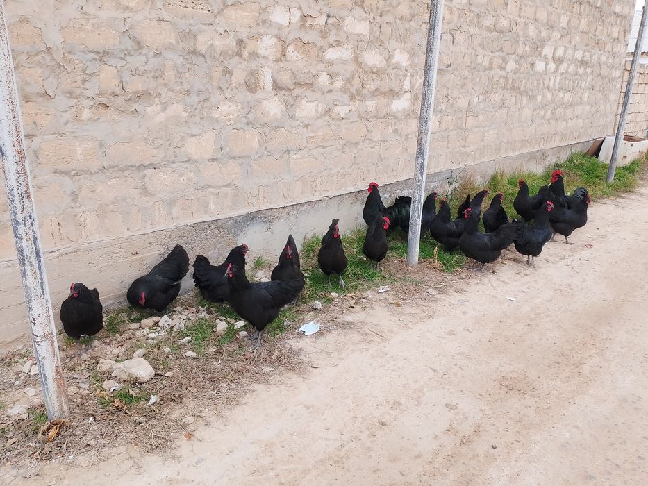 Австролорп парода балапандары