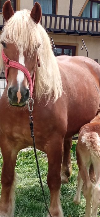 se vinde iapă de 5 anii gestantă 8 luni cu ecografie