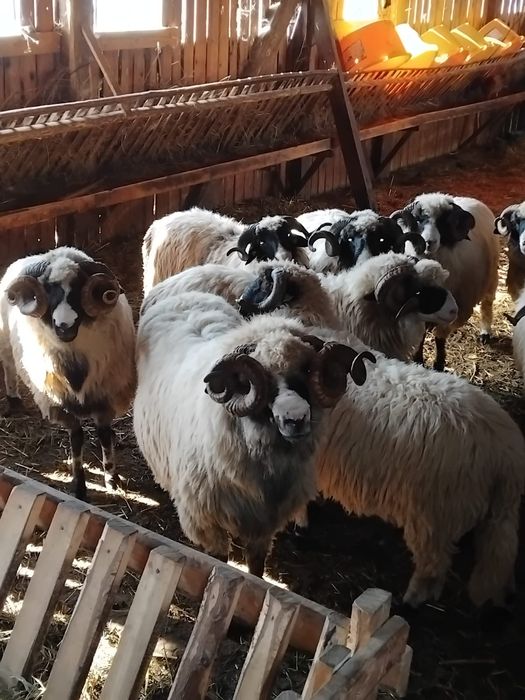 Berbeci disponibili