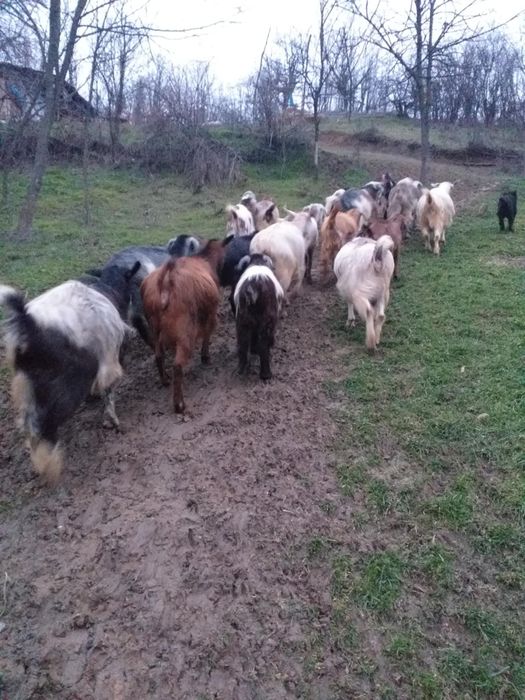 Vând capre gestante