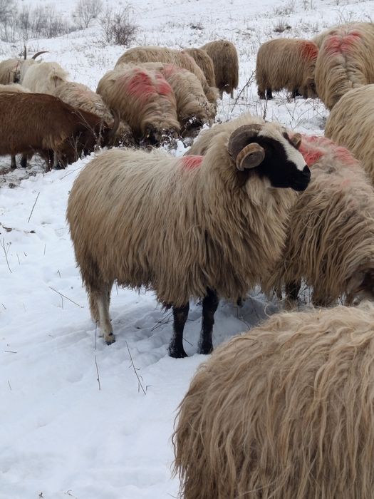 Vînd berbeci tineri