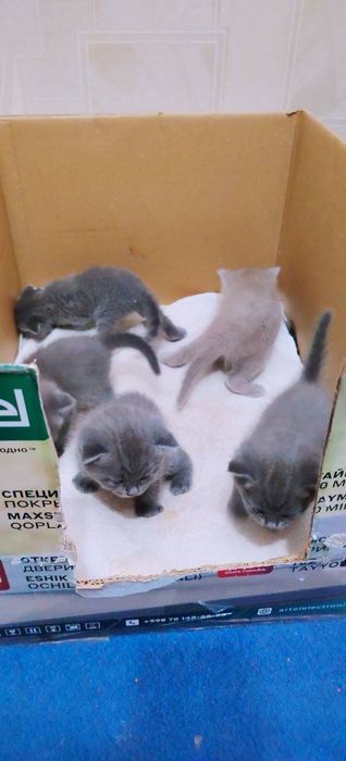 Продаются котята шотландской породы