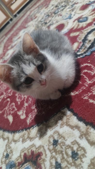 Отдам котят (мальчики)