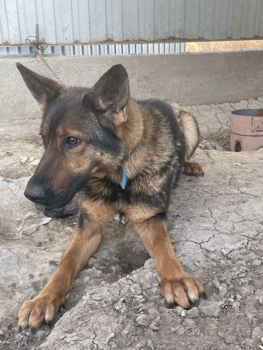 Немецкая овчарка