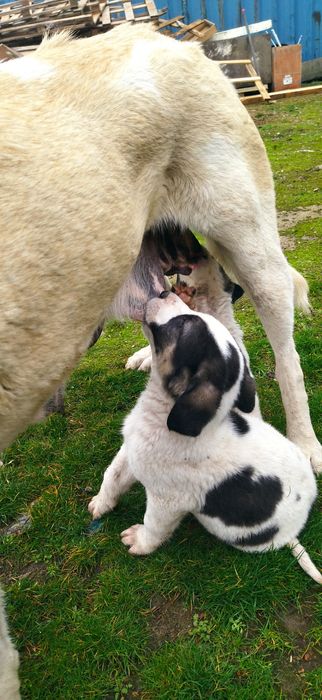 Алабай боллари сотилади 50 кунлик, Продаётся Алабайчики