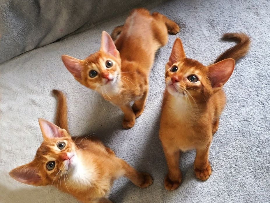Абиссинские Котята. ДОСТАВКА