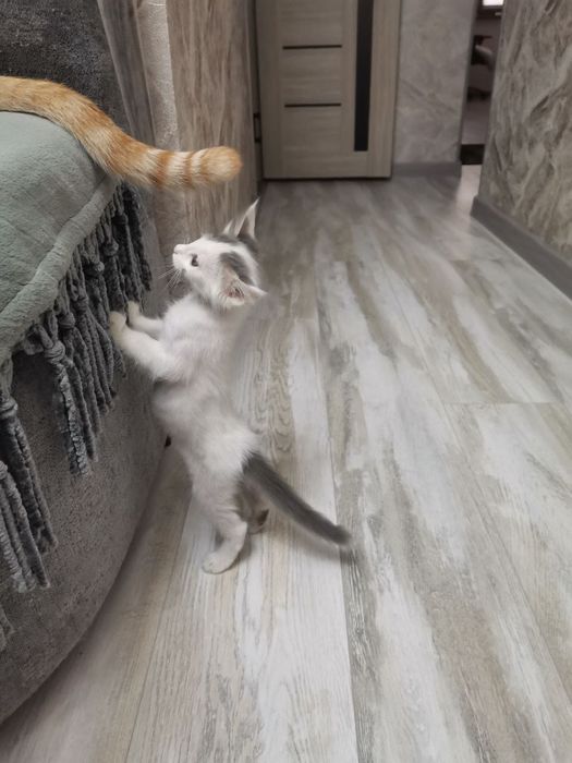 Котята бесплатно